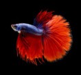 /album/fotogaleria/betta-splendens-3-jpg/